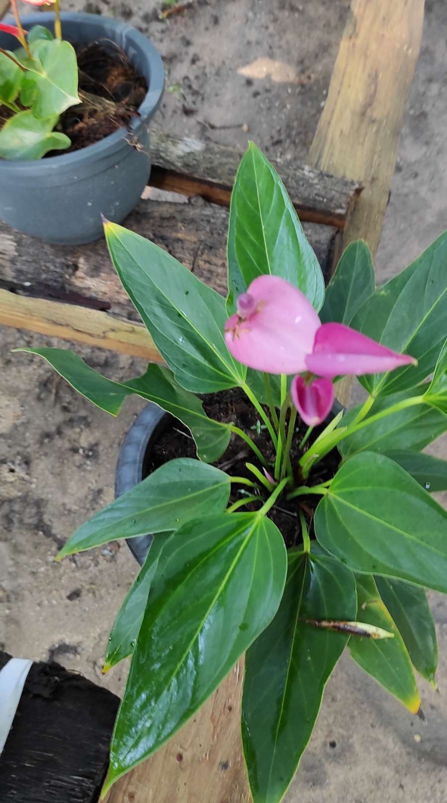 Anthurium  plants..  Purple rain