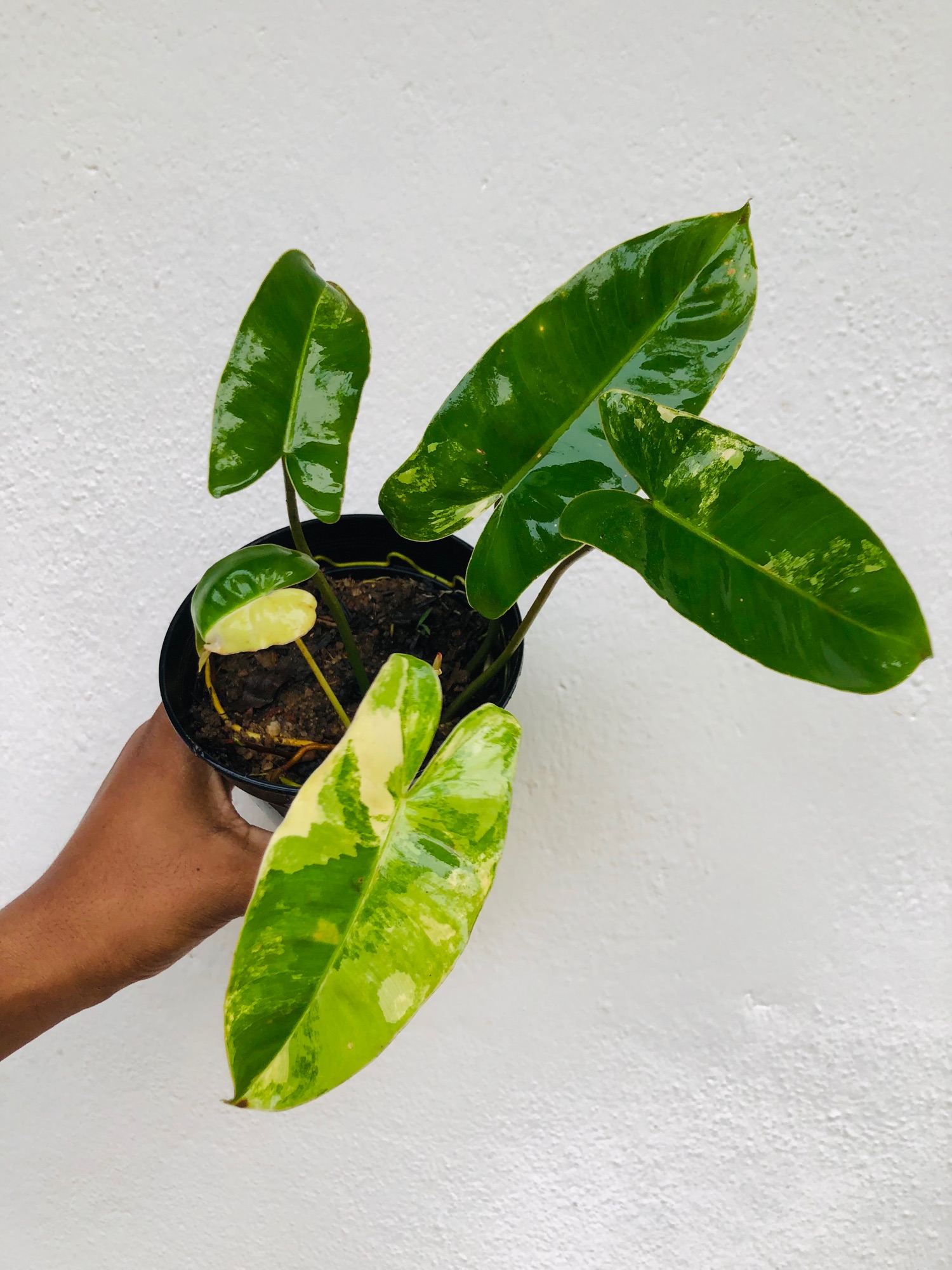 Indoor Outdoor plant Philodendron Variegated Burle Marx. 
