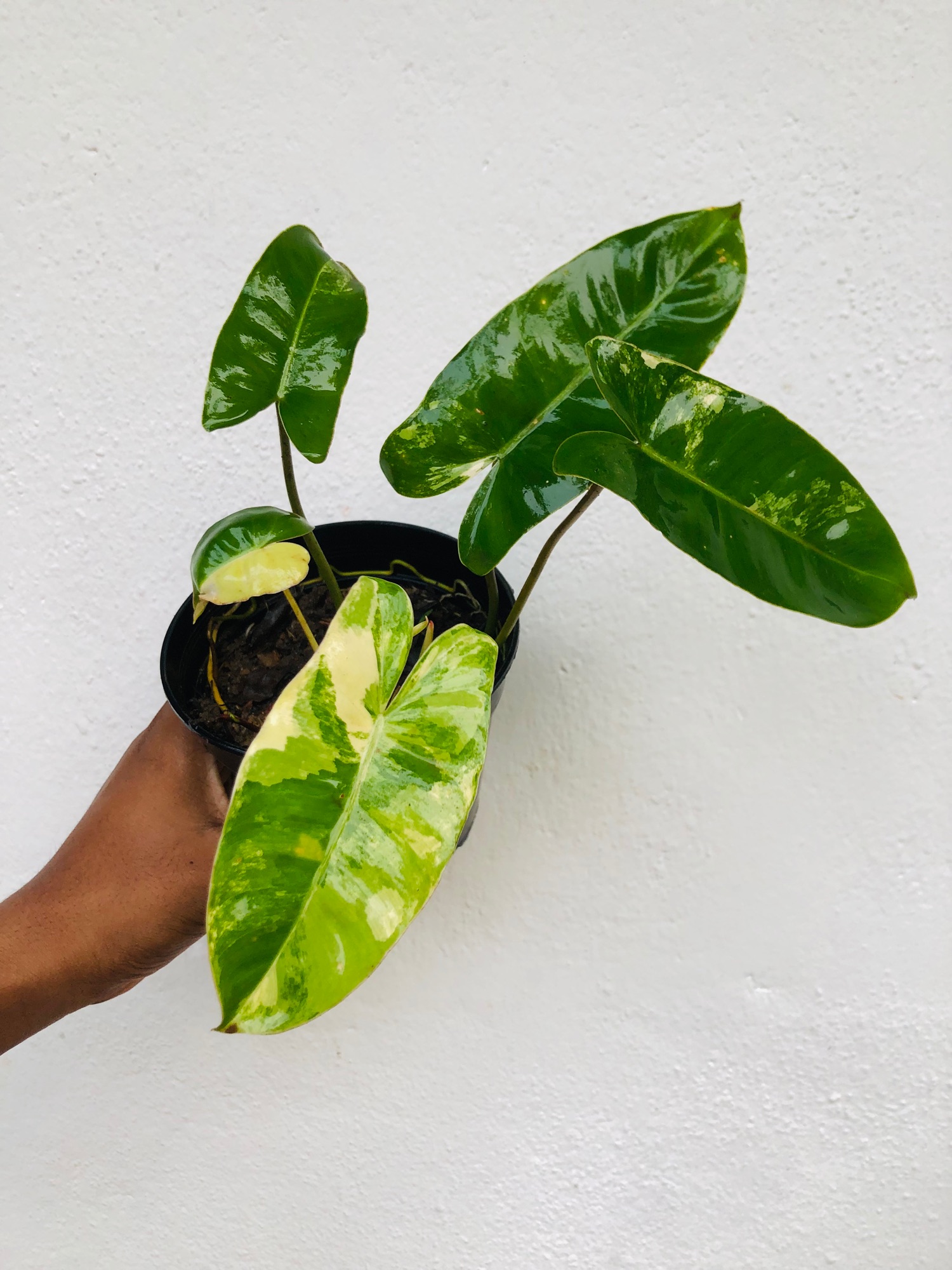 Indoor Outdoor plant Philodendron Variegated Burle Marx. 