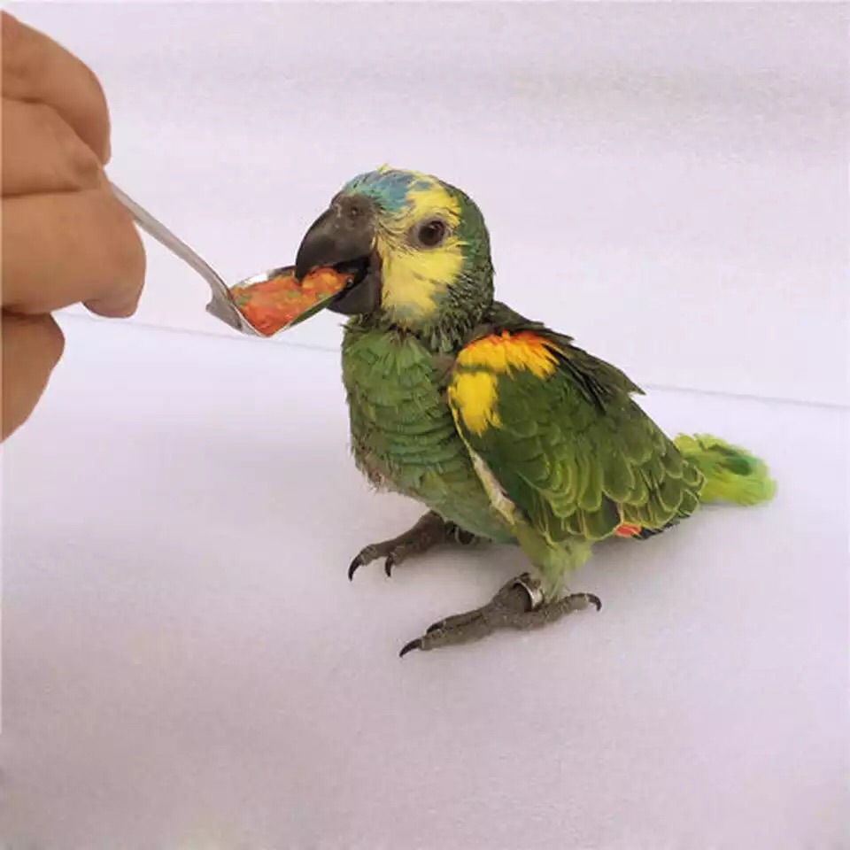 1pc Stainless Steel Birds Feeder Spoons for Parrots dogs cat hand feeding. 