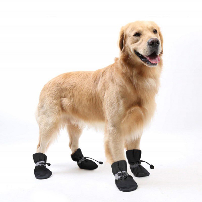 Buy Dog Shoes Online at Best Price in Sri Lanka