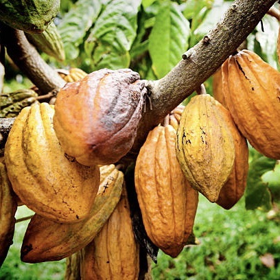 Cocoa fruit chocolate plant. 