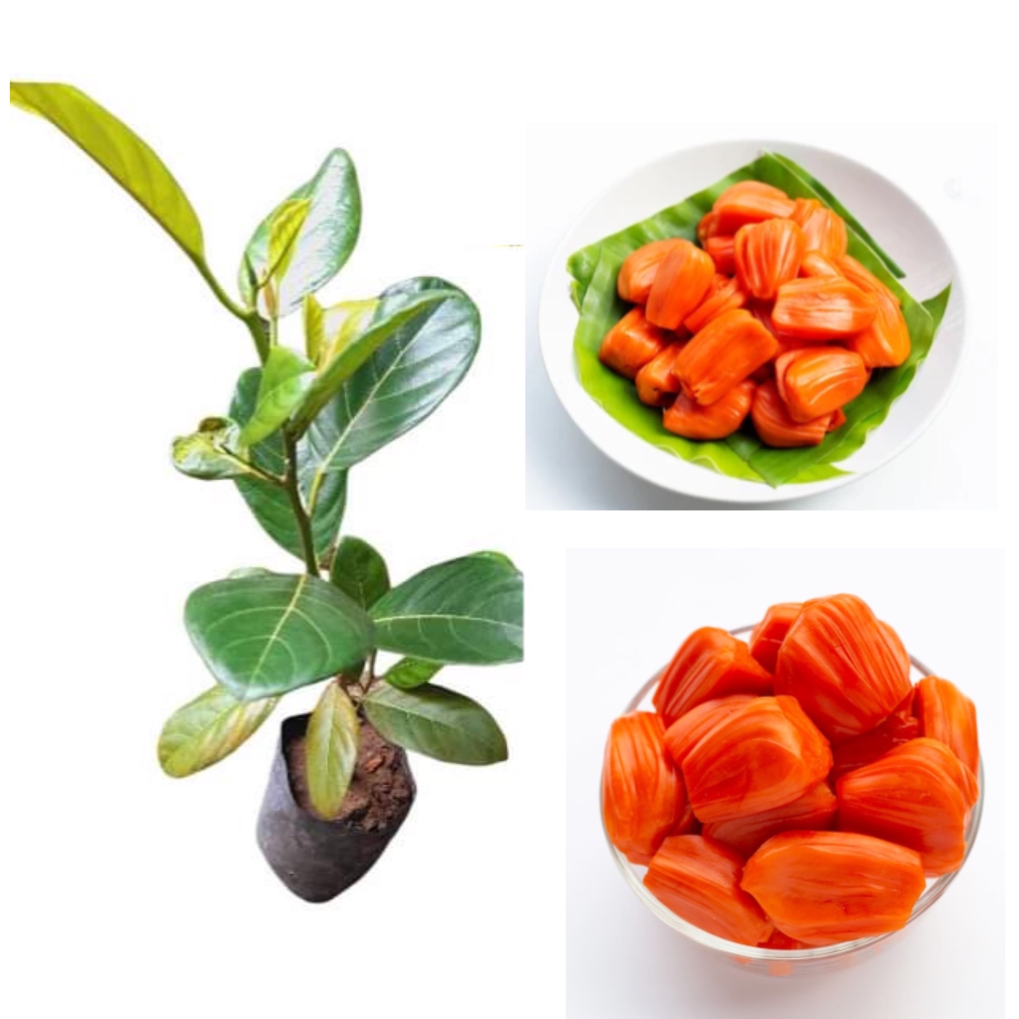 Rathu waraka red jack fruit gini waraka fruit plant