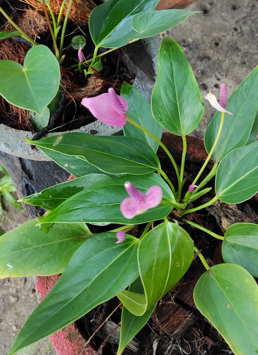 Anthurium  plants..  Purple rain. 