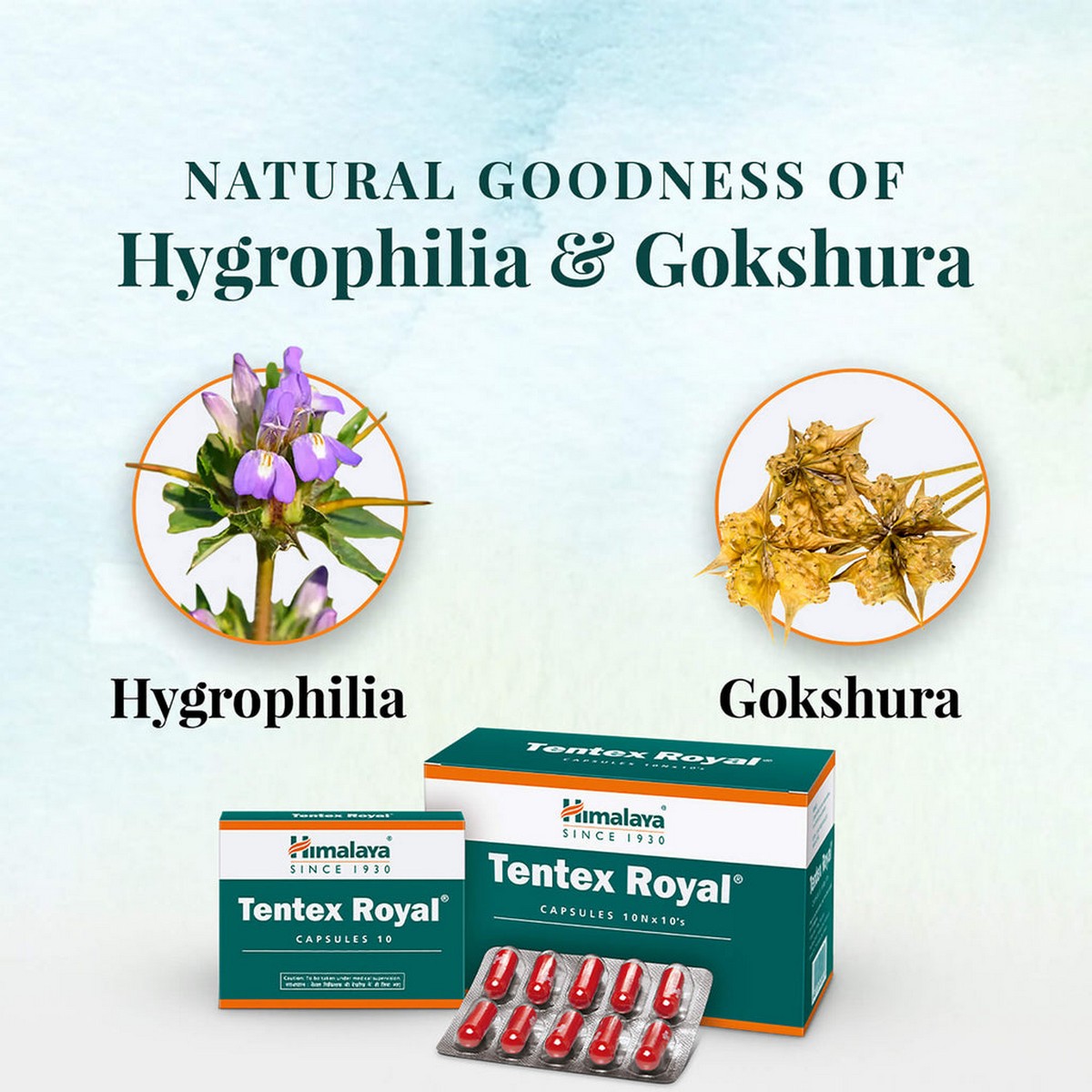 Himalaya Tentex Royal 10 capsules for Men. 