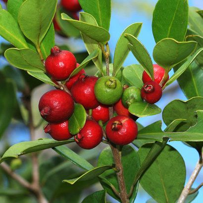 Fruit plant. 