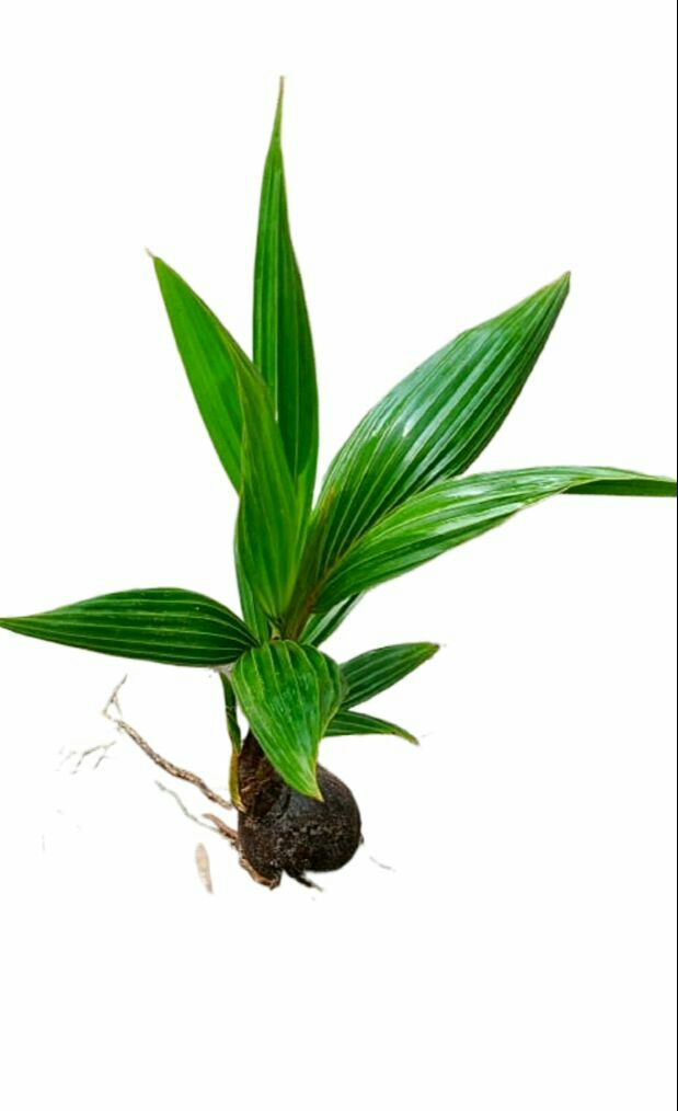 King Coconut plant / තැබිලි පැල ( 3 Years Hybrid )