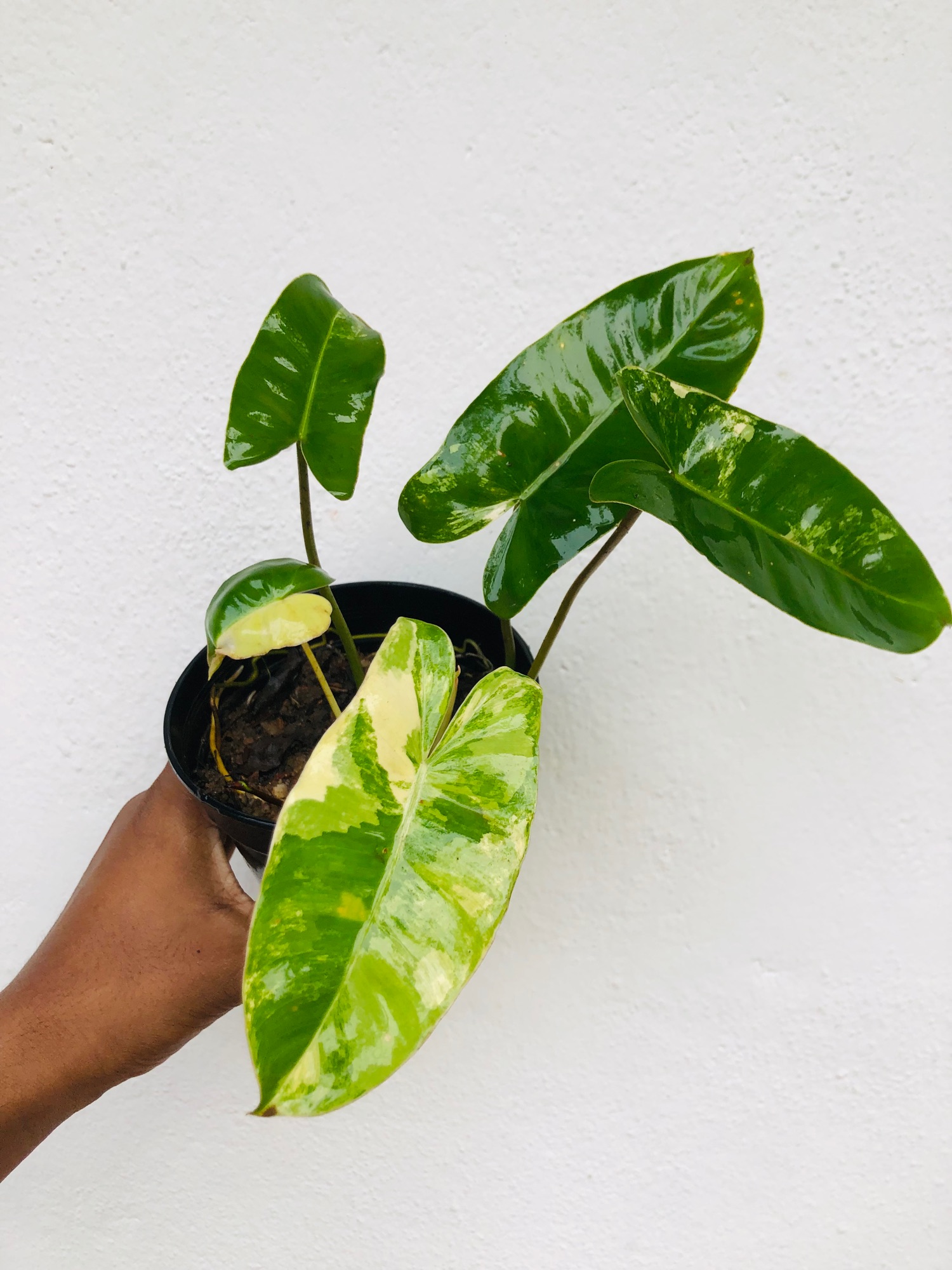 Indoor Outdoor plant Philodendron Variegated Burle Marx. 