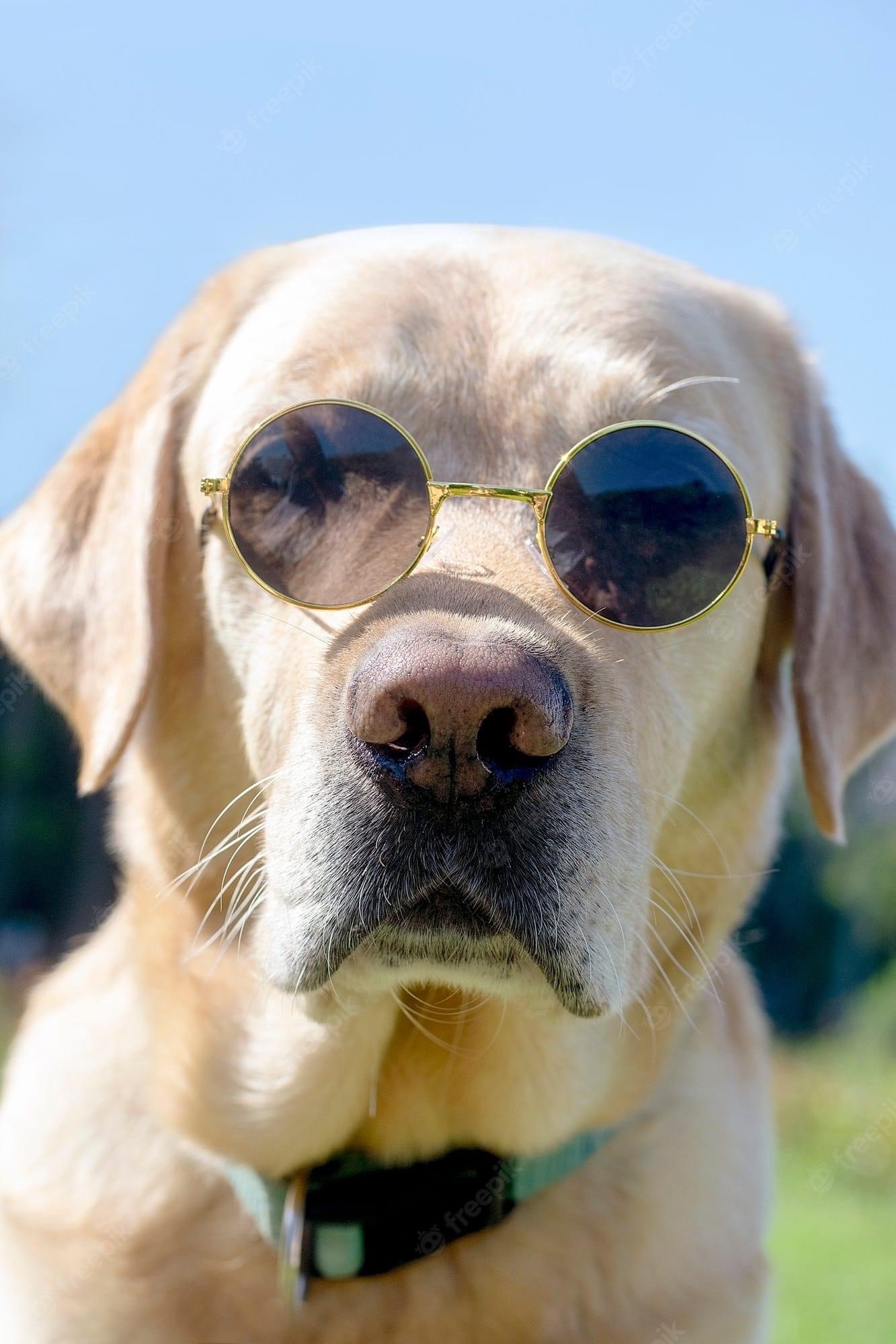 Pet sunglasses Accessory-Cat and Dog fashion. 