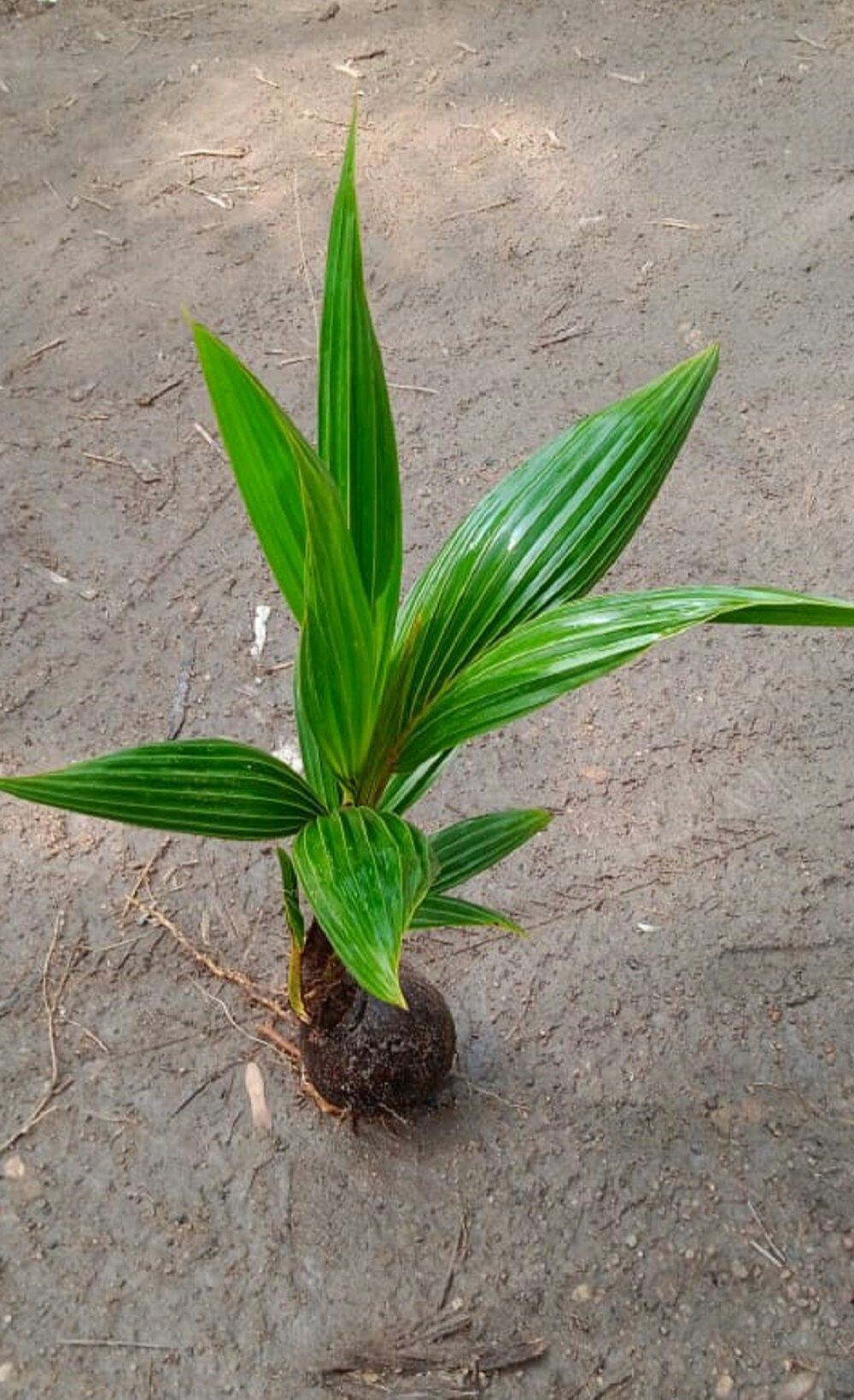 King Coconut plant / තැබිලි පැල ( 3 Years Hybrid ). 