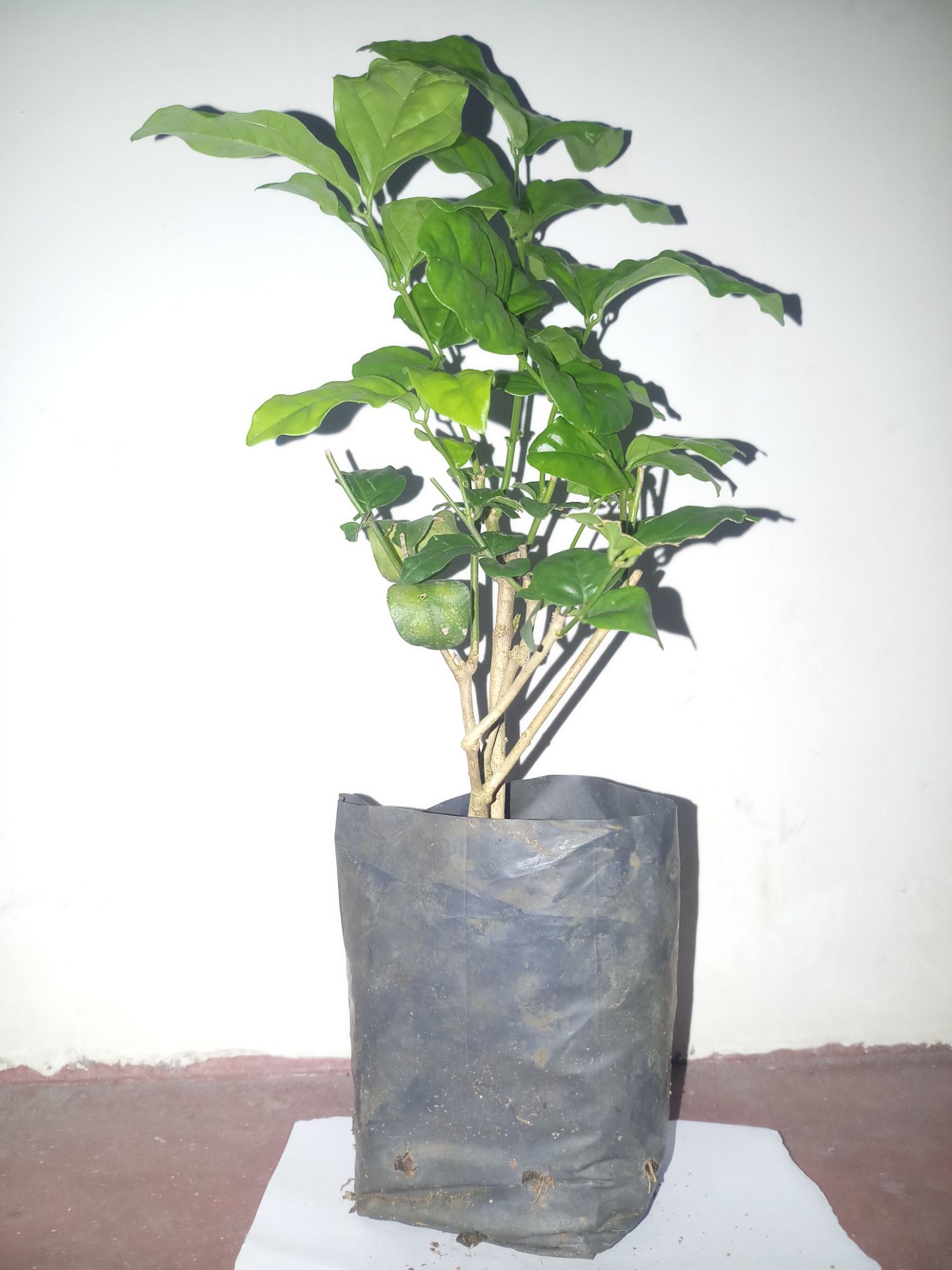 White jasmine flower plant. 