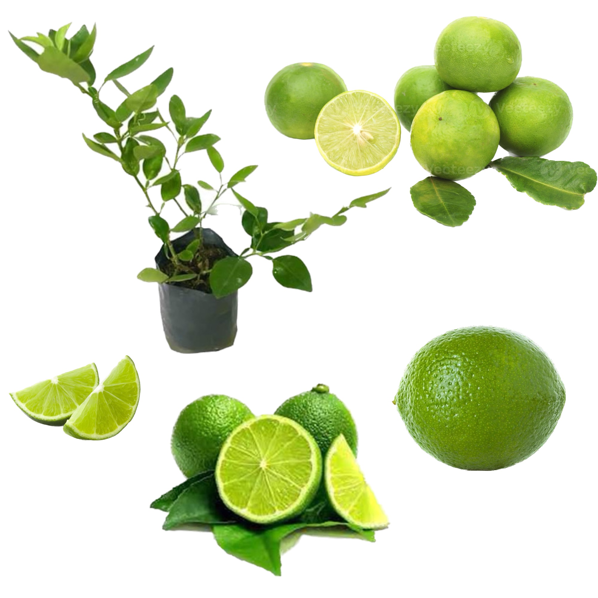 Lime plant dehi pala