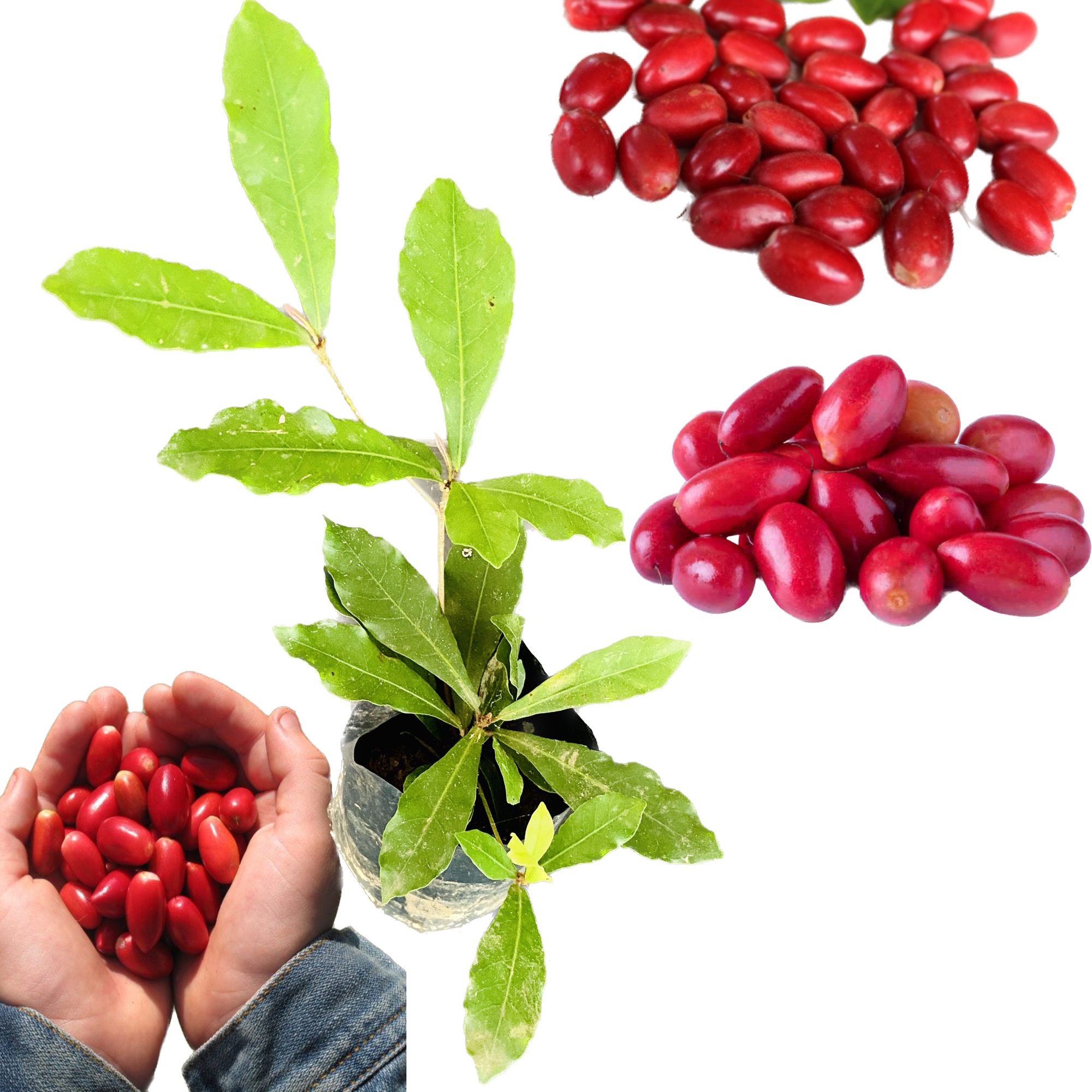Miracle berry plant. 