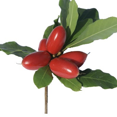 Miracle berry plant. 