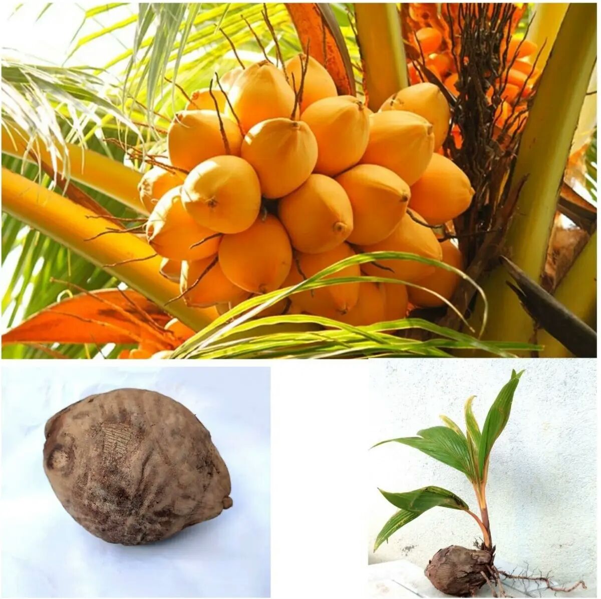 King Coconut plant / තැබිලි පැල ( 3 Years Hybrid ). 