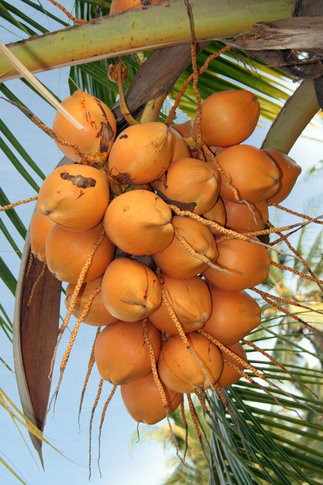 King Coconut plant / තැබිලි පැල ( 3 Years Hybrid ). 