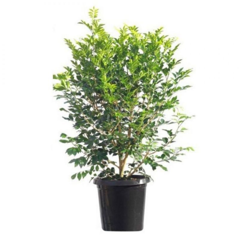 atteria plant with black pot