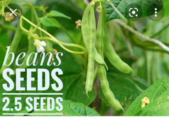 Beans (continder) 2.5 g seeds බෝංචි බිජ,