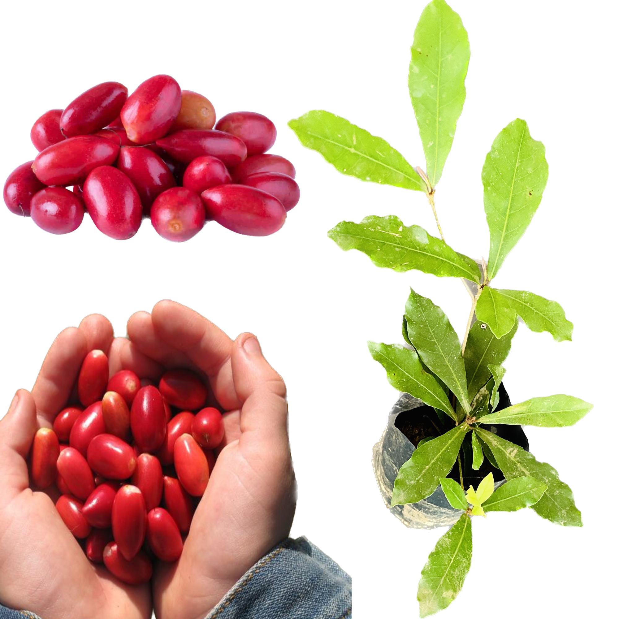 Miracle berry plant