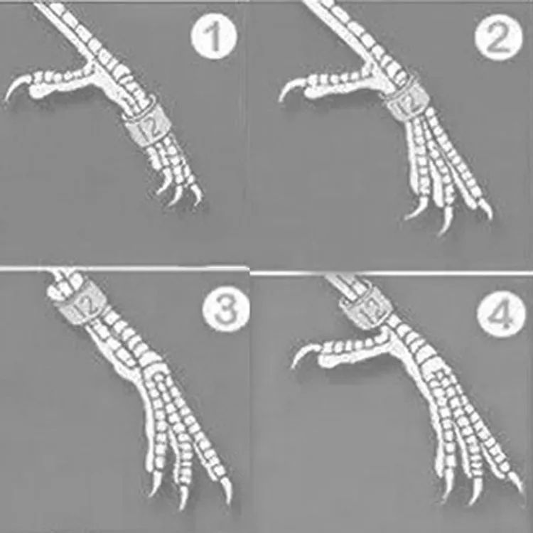Cockatiel Bird Ring 6mm - 5pcs | Cockatiel Bird Foot Leg Ring | Closed Ring - 5pcs | Cocktail Bird. 