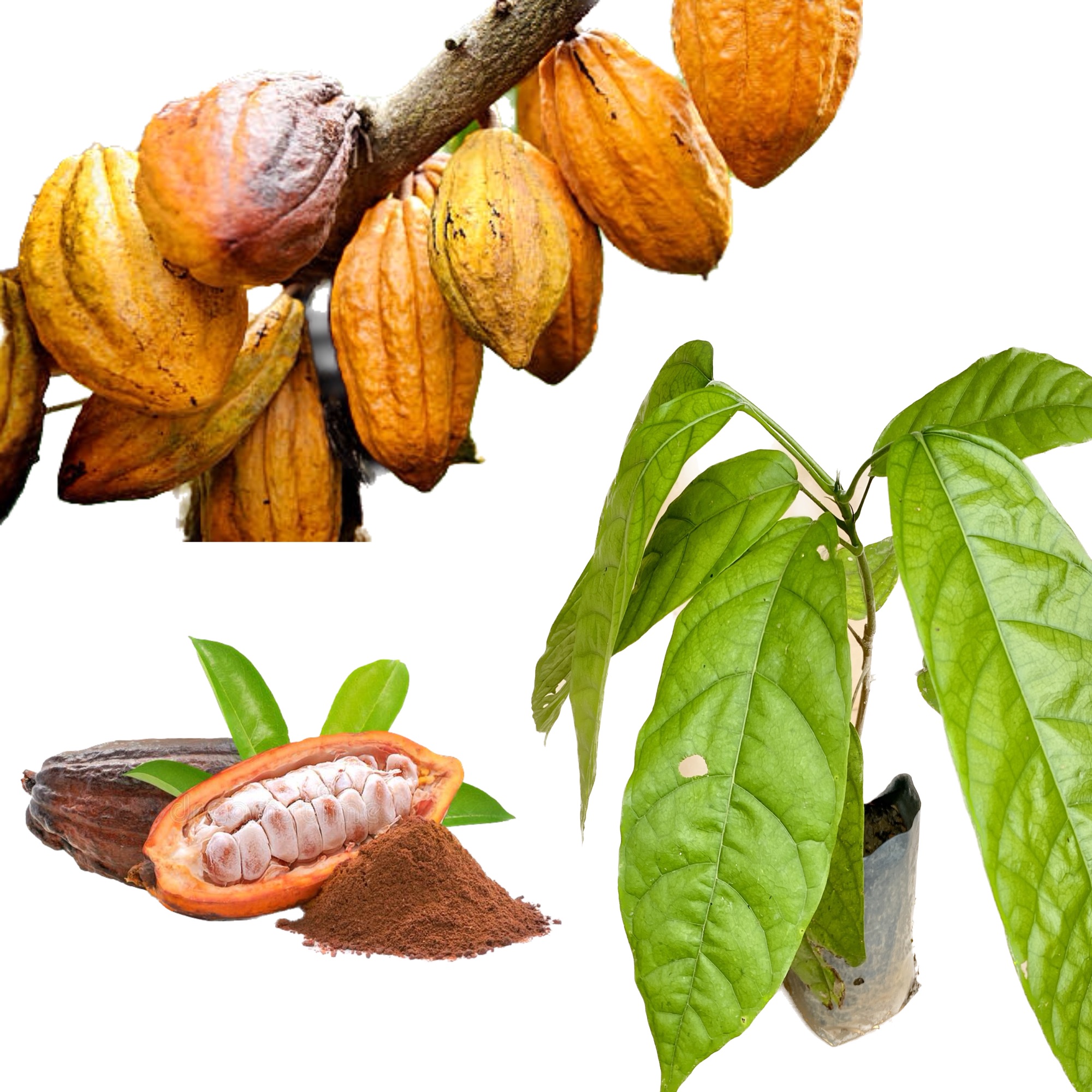 Cocoa fruit chocolate plant. 