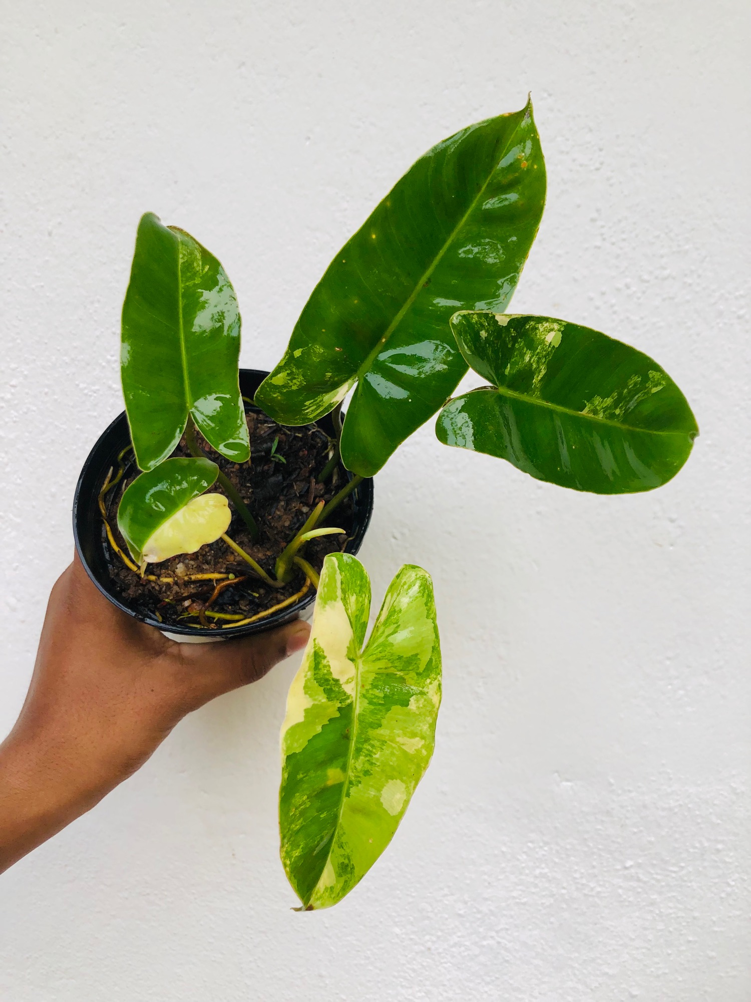 Indoor Outdoor plant Philodendron Variegated Burle Marx