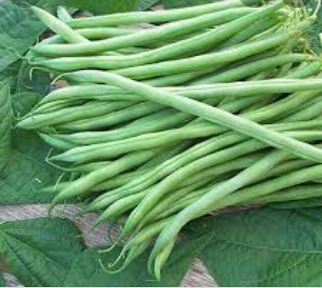 Beans (continder) 2.5 g seeds බෝංචි බිජ,. 