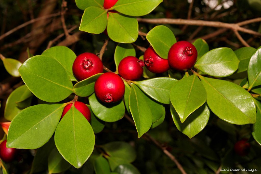 Fruit plant. 