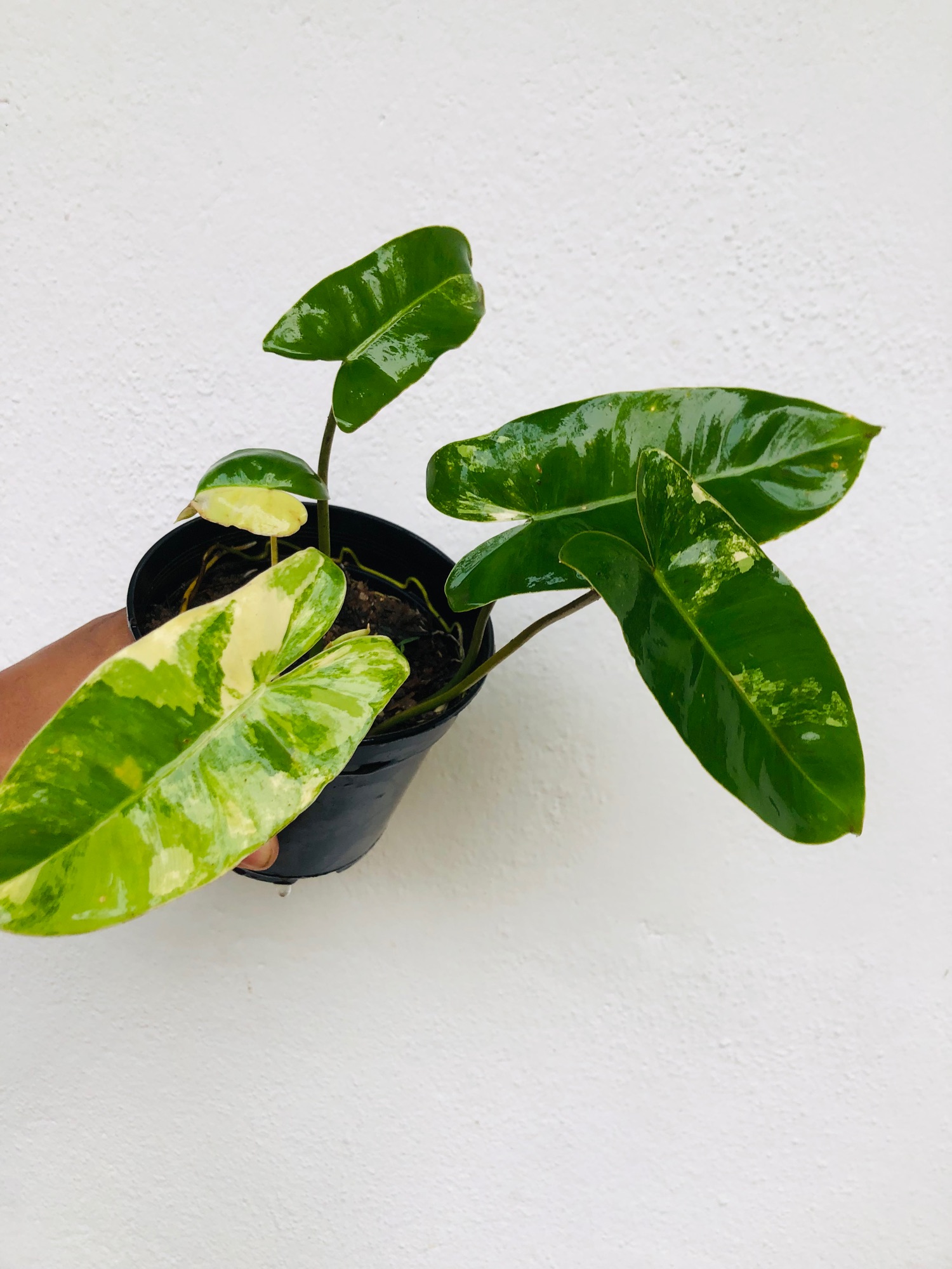 Indoor Outdoor plant Philodendron Variegated Burle Marx. 