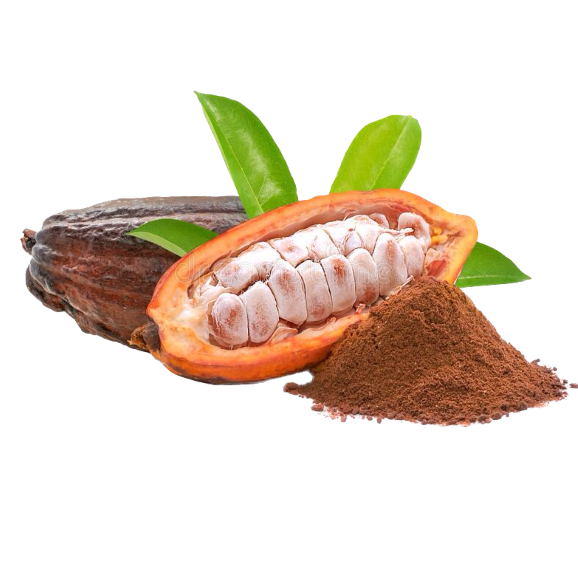 Cocoa fruit chocolate plant. 