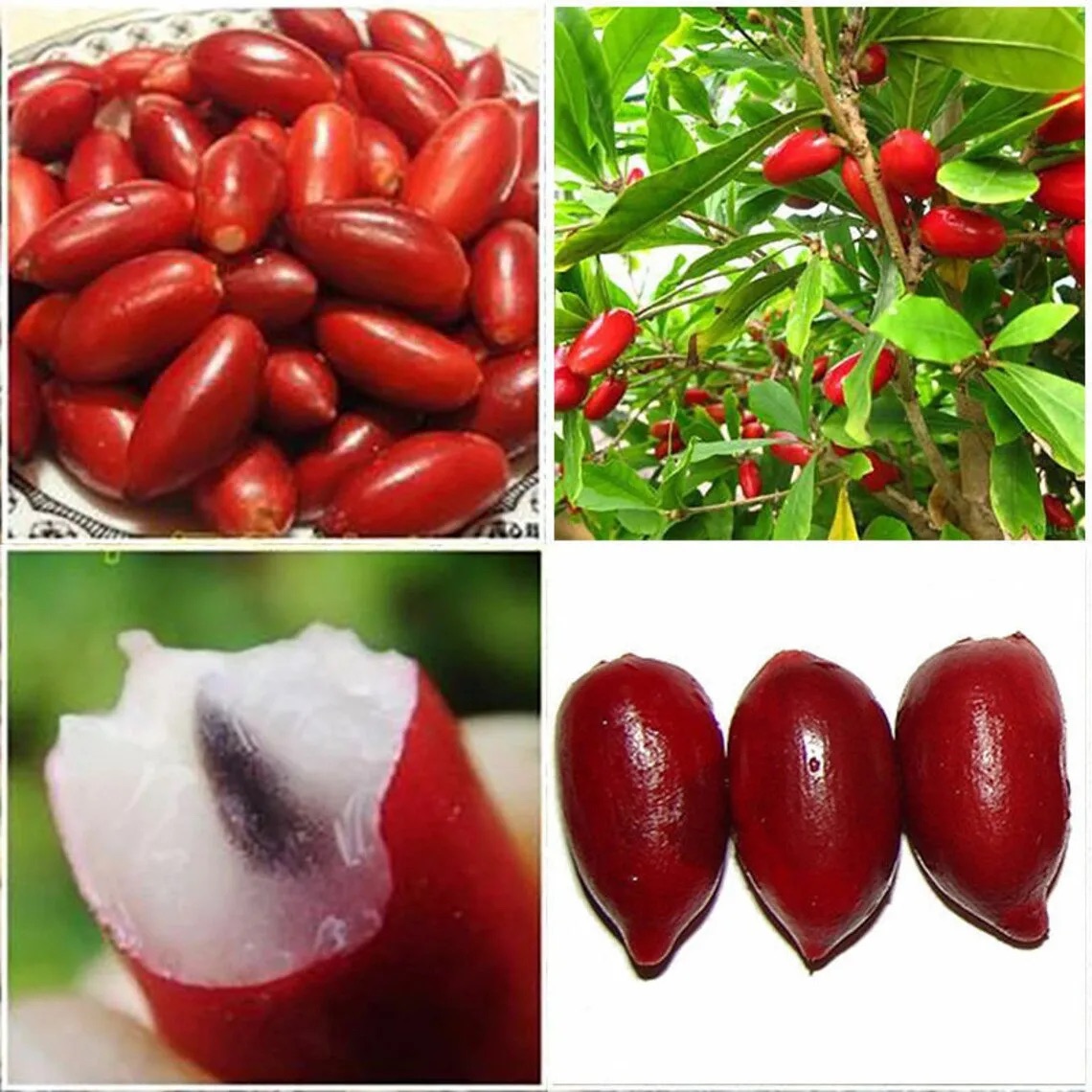 Miracle berry plant. 