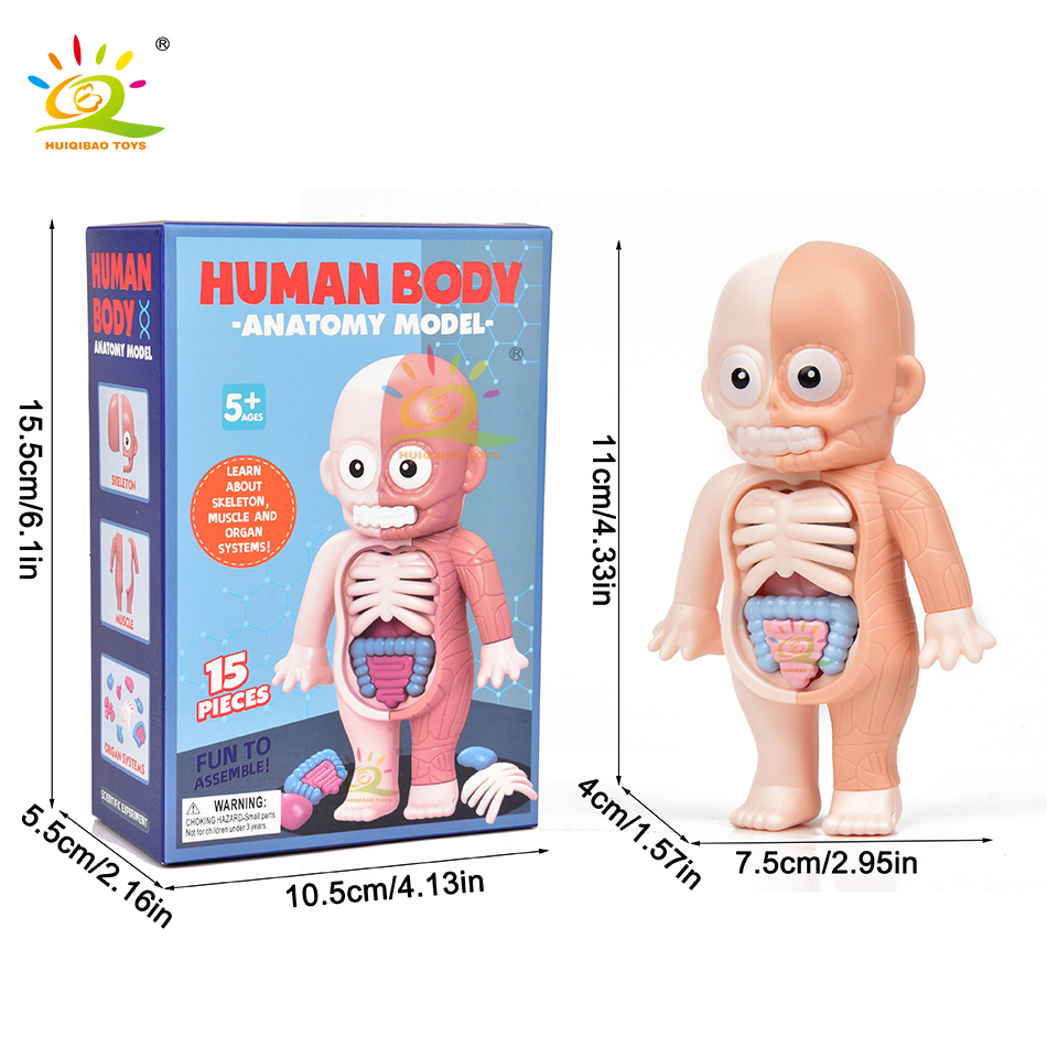 HUIQIBAO Kid Montessori 3D Puzzle Human Body Anatomy Model Educational ...