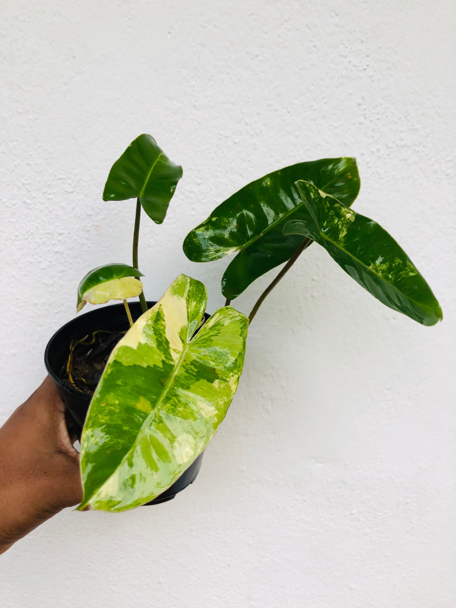 Indoor Outdoor plant Philodendron Variegated Burle Marx. 