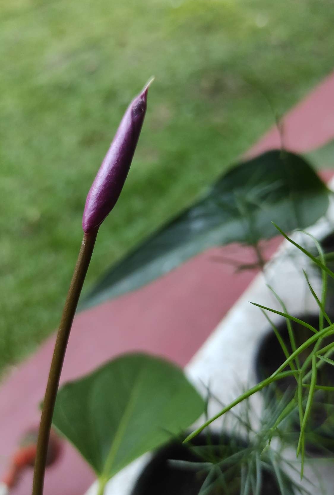 Anthurium  plants..  Purple rain. 
