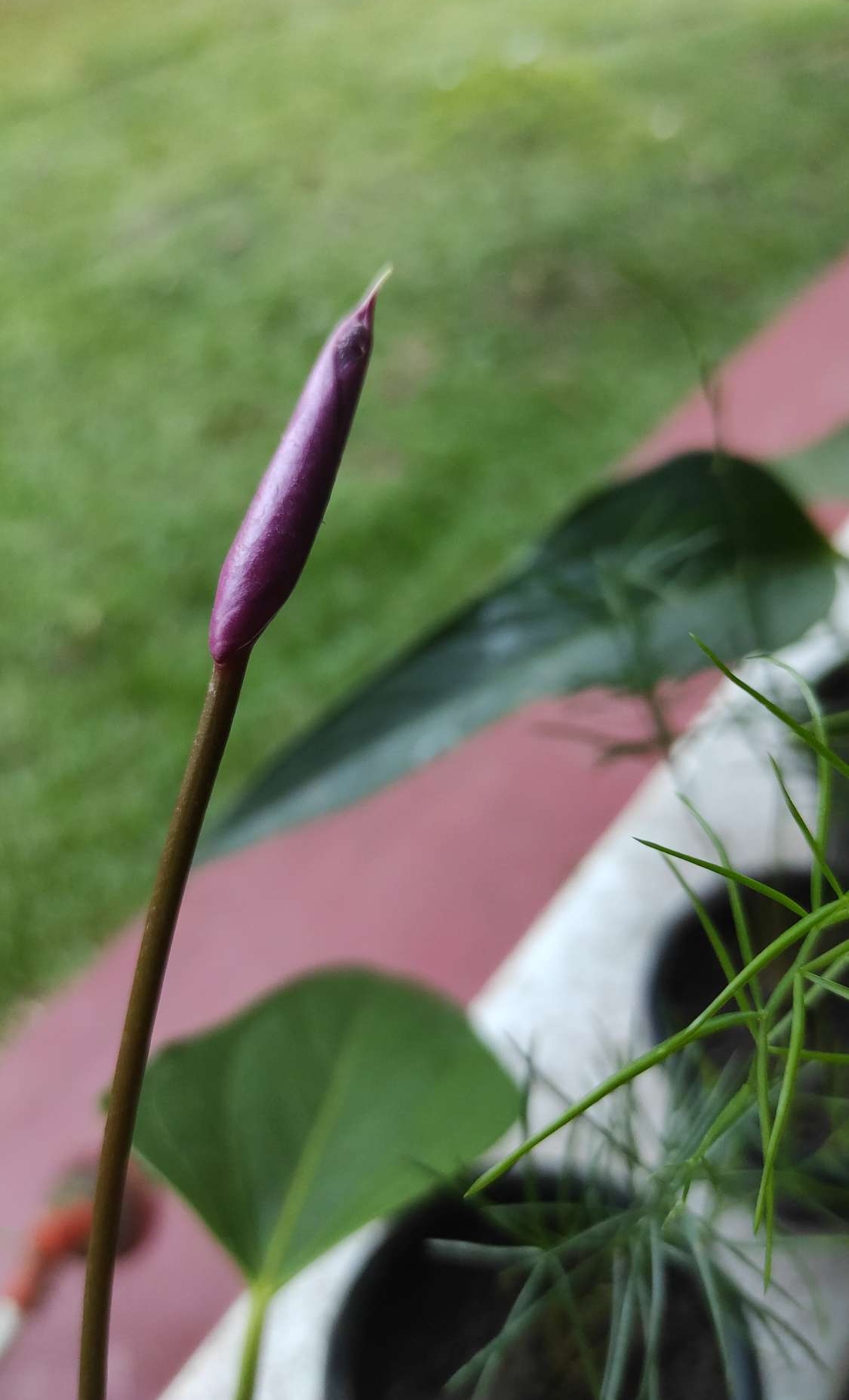 Anthurium  plants..  Purple rain. 